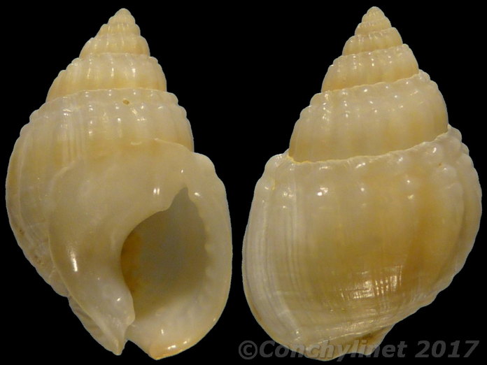 Nassarius pauperatus