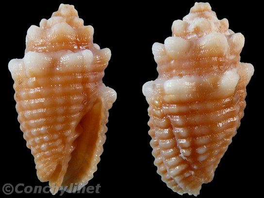 Vexillum bernhardina