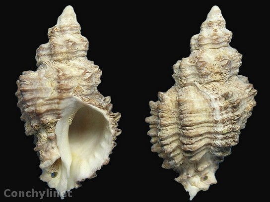 Muricopsis umbilicatus