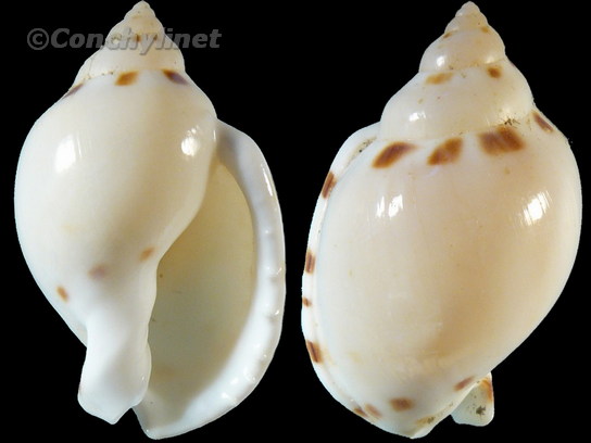 Casmaria ponderosa
