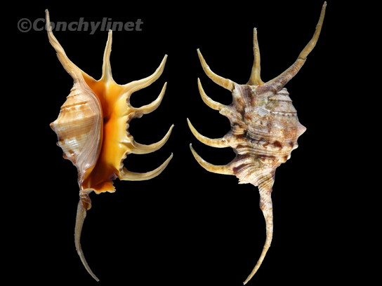Lambis crocata