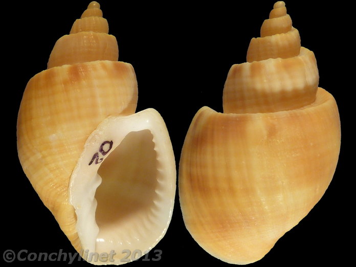 Cancellaria spirata
