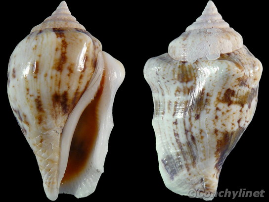 Canarium ochroglottis