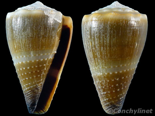 Conus lividus
