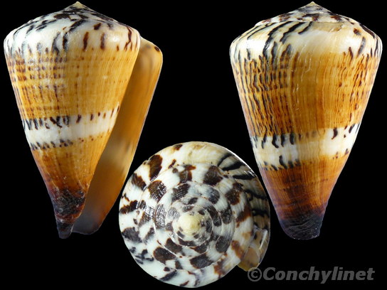 Conus capitaneus