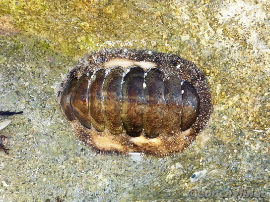 Acanthopleura borbonica