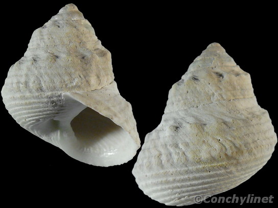 Priotrochus obscurus