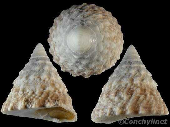 Tectus mauritianus