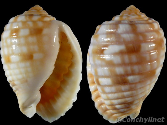 Malea pomum
