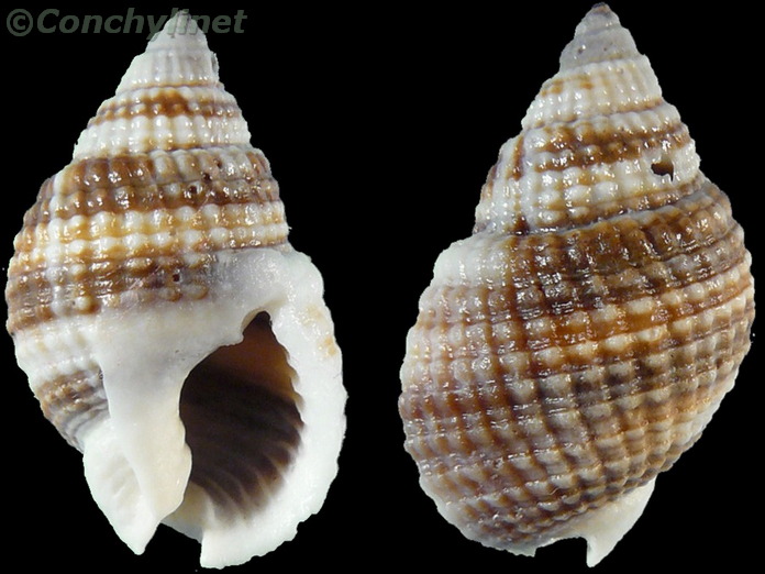 Nassarius albescens