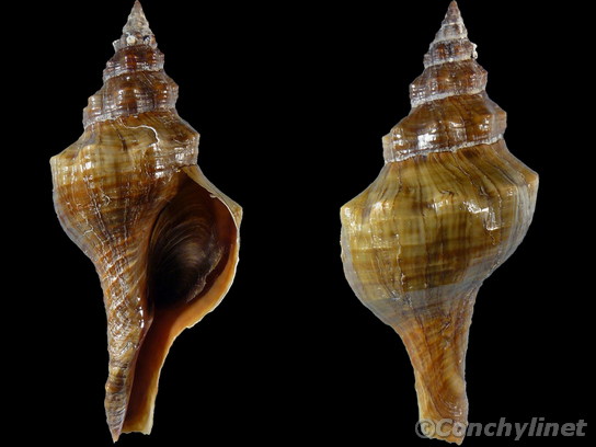 Pleuroploca trapezium