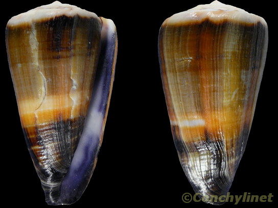 Conus lividus