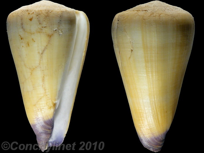 Conus virgo
