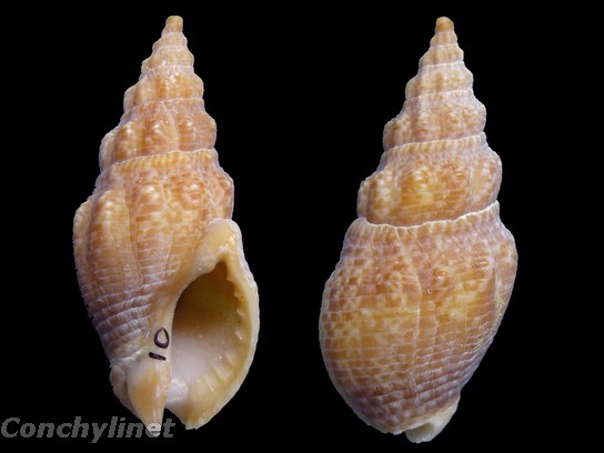 Cominella eburnea