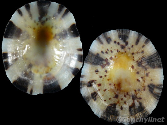 Cellana radiata