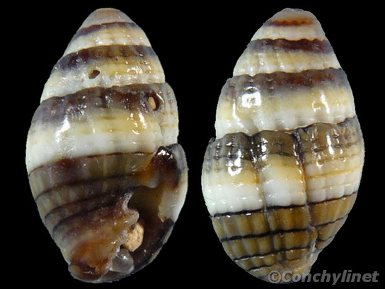 Vexillum amabile