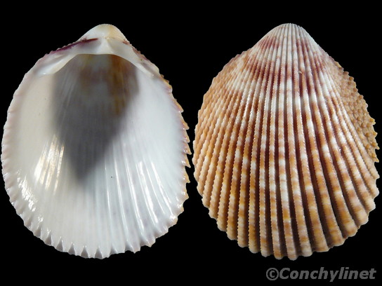 Vasticardium assimile