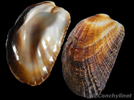 Beguina gubernaculum