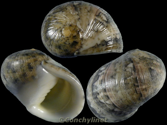 Nerita polita
