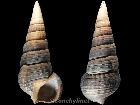 Terebralia palustris