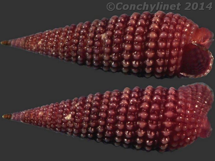 Mastonia rubra