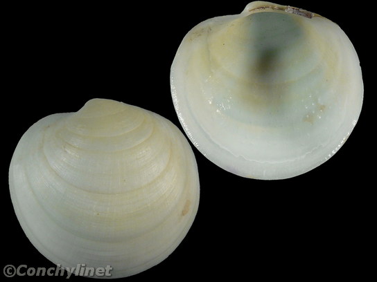 Euanodontia ovum