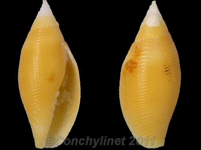 Nebularia contracta
