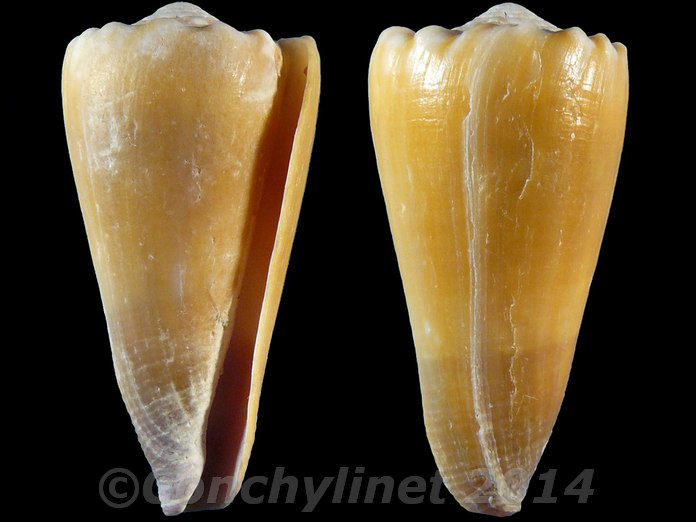 Conus moreleti