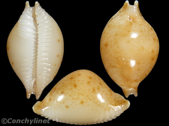 Cypraea margarita