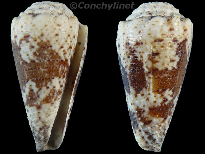 Conus fuscatus