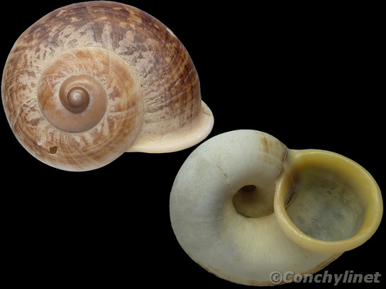 Unidentified species