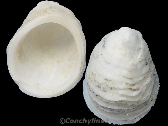 Hipponix antiquatus