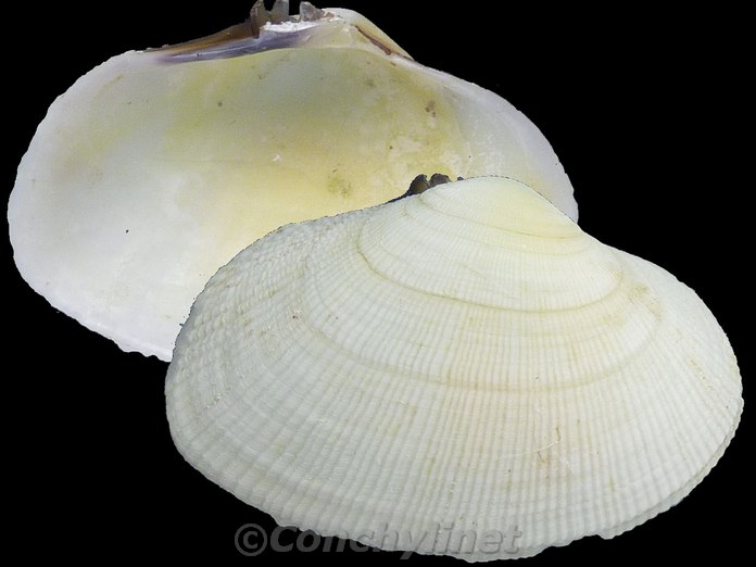 Asaphis deflorata