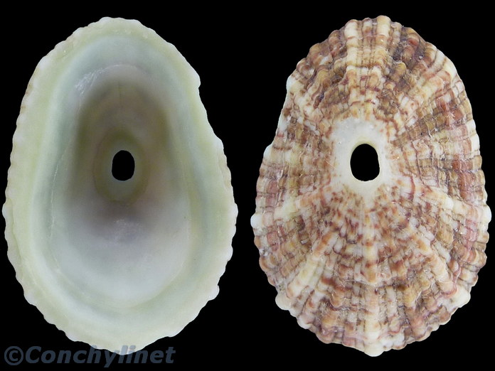 Fissurella rosea