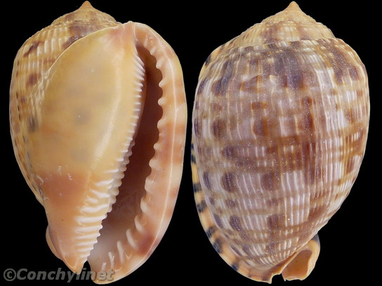 Cypraecassis testiculus