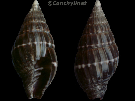 Vexillum histrio