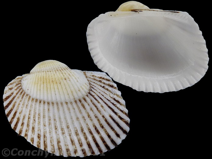 Anadara ovalis