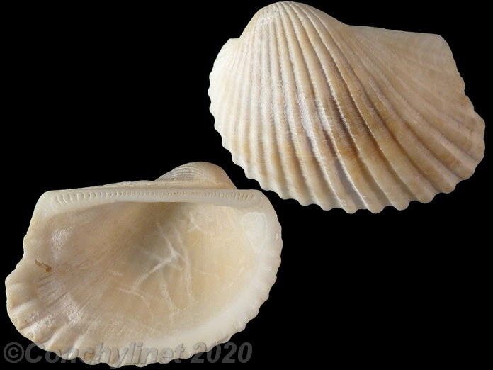 Anadara notabilis