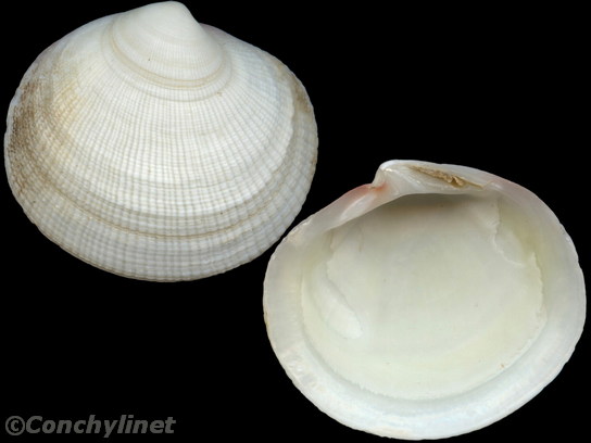Codakia orbicularis