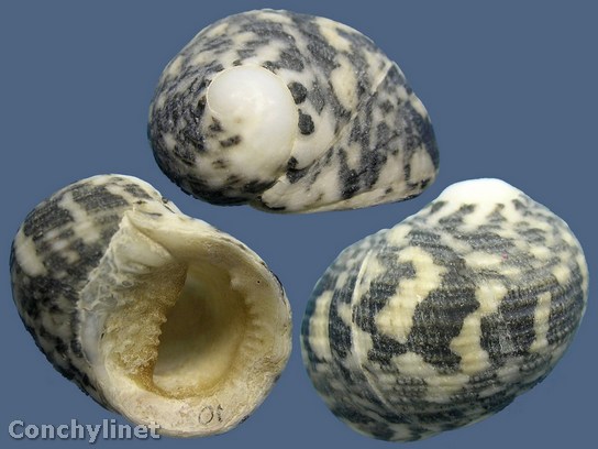 Nerita chamaeleon