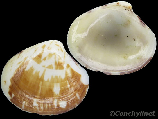 Pitar fulminatus