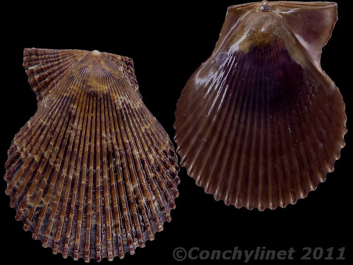 Mimachlamys varia