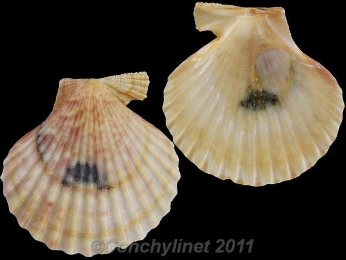 Aequipecten opercularis
