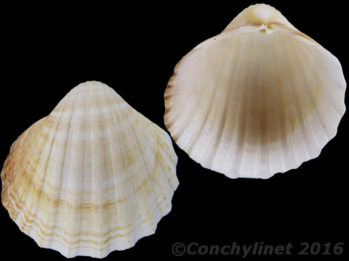 Acanthocardia paucicostata