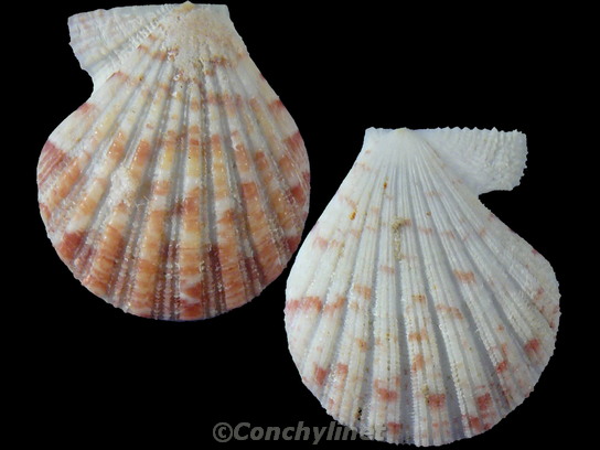 Glorichlamys elegantissima