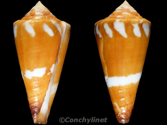 Conus litoglyphus