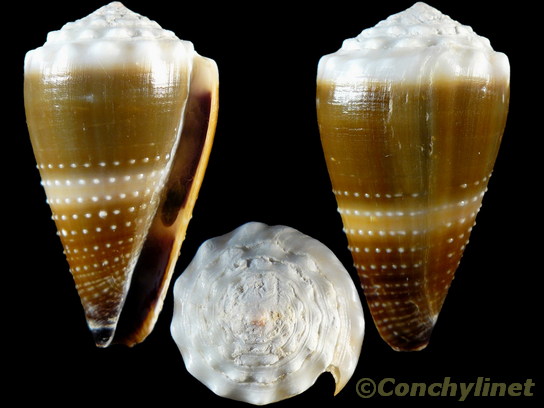 Conus lividus