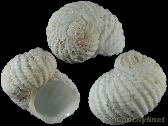 Vanikoro plicata