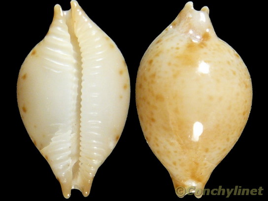 Cypraea margarita