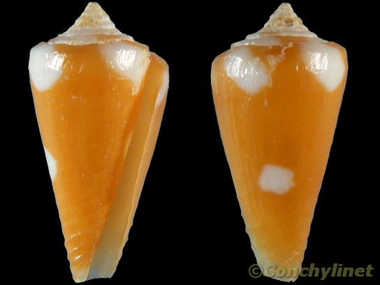 Conus litoglyphus